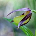 cypripedium-calceolus-france-B12207D9-1DB6-47F8-BF4D-0AE81E9BC2F2.jpg