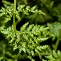 cystopteris-fragilis-switzerland-2714F473-800C-4863-8E5A-E9DF2B3A8ABC.jpg