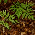 cystopteris-montana-italy-9348C77C-4D66-11DC-8A96-000A95CA2156.jpg
