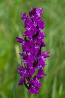 Dactylorhiza majalis (Rchb.) P.F.Hunt & Summerh.
