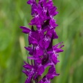 dactylorhiza-majalis-switzerland-2CC92858-86B8-459A-A801-A86EC3179BF6.jpg