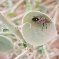 daemia-tomentosa-saudi-arabia-3EB5796C-4B7C-11DC-8D9F-000A95CA2156.jpg