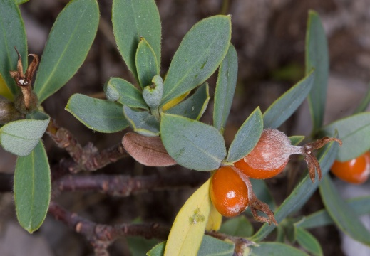 Thymelaeaceae