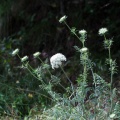 daucus-carota-austria-FA8B93F3-65C5-4E13-B803-0B5A387F0C5F.jpg
