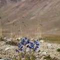 delphinium-brunonianum-tajikistan-94C09F92-CD47-4047-B392-97B3B5C1F1B5.jpg