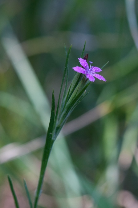 dianthus-armeria-france-9597351F-9F2F-4B47-933A-3198B8ECF858.jpg