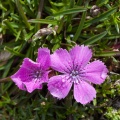 dianthus-glacialis-austria-70D5D5A4-A948-4848-BA69-2500483576C9.jpg