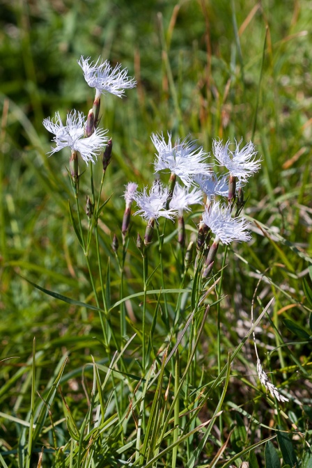 dianthus-hyssopifolius-france-A8982E36-9F08-42FD-9E83-AC54F72028FD.jpg