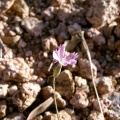 dianthus-strictus-saudi-arabia-F40BE35B-4FCE-11DC-BC6E-000A95CA2156.jpg