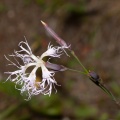 dianthus-superbus-switzerland-ADDF050B-5743-4241-AB29-90DBDC5F049C.jpg