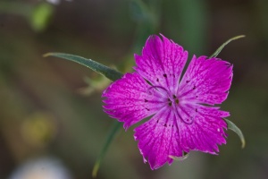 Dianthus sylvestris Wulfen