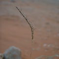 dichantium-foveolatum-saudi-arabia-F13D9620-4B7A-11DC-8D9F-000A95CA2156.jpg