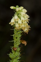 DIgitalis micrantha Roth