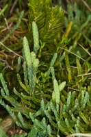 Diphasiastrum alpinum (L.) Holub