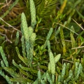 diphasiastrum-alpinum-switzerland-5E54AAB0-D087-4BD1-8153-3A322994531A.jpg