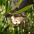 dodonaea-angustifolia-saudi-arabia-EA8031DC-4FCE-11DC-BC6E-000A95CA2156.jpg