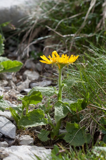 doronicum-grandiflorum-switzerland-2D2E6CF0-DB24-4393-9C4D-7C32213047D6.jpg