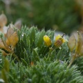 draba-hoppeana-austria-4240F499-1033-4D26-9532-EDBB3200E070.jpg