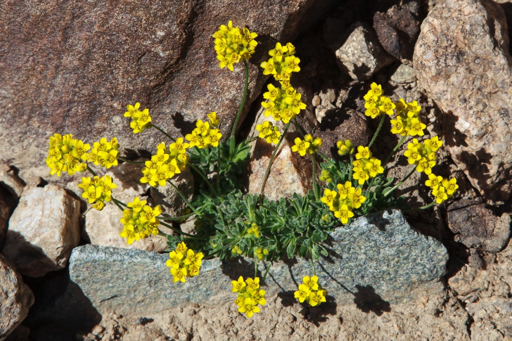 draba-korshinskyi-tajikistan-389F0962-62AB-4C0E-A7F8-120A59445A7B.jpg