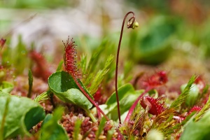 Drosera rotundifolia L.