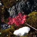 drosera-sp-south-africa-8508F508-4C5A-4488-BD42-6E3CFBA7C216.jpg