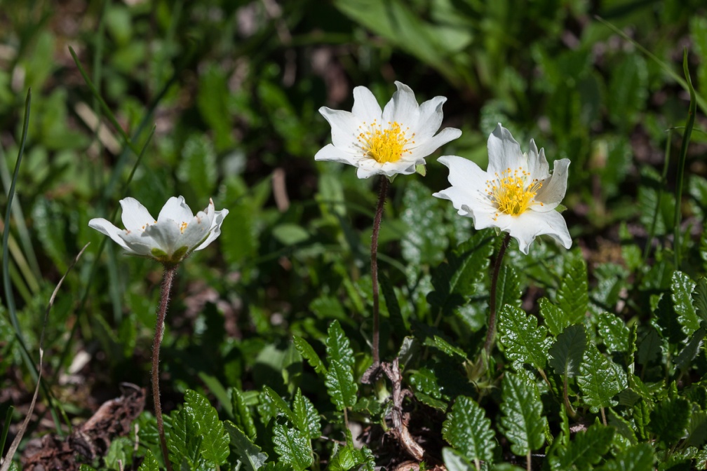 dryas-octopetala-switzerland-C677C9A2-4DC8-4C94-97F7-B05F020D611B.jpg