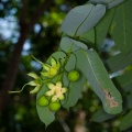 duabanga-grandiflora-thailand-230C94DF-9747-4EF9-B66F-CC66E3BE405B.jpg