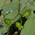 duabanga-grandiflora-thailand-FC40750B-A4A4-451E-AF08-EC9FA625D891.jpg