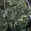 ebenaceae-sp-south-africa-B13CDAE0-4CD1-4730-B268-FDA45023A3B9.jpg