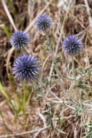 Echinops ritro L.