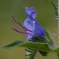 echium-vulgare-switzerland-CEE3797C-4734-11DC-8E52-000A95CA2156.jpg