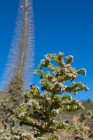Echium wildpretii H.Pearson ex Hook.f.