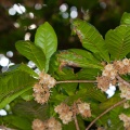 elaeocarpus-sp-thailand-296D523E-09EC-4544-8A98-F493A26A47BF.jpg