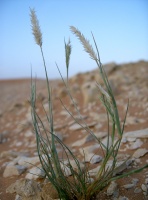 Enneapogon devauxii P. Beauv.