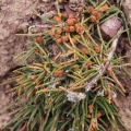 ephedra-sp-kyrgyzstan-B2DDB27E-40E4-462B-BCCA-60E670B35151.jpg