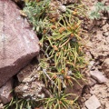 ephedra-sp-kyrgyzstan-F09197BE-91F5-4750-96D1-47575AD1539C.jpg