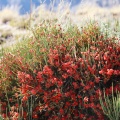 ephedra-sp-tajikistan-705CD670-8BBC-4F5B-8749-85FA39C358EA.jpg