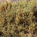 ephedra-sp-tajikistan-9D8A7224-871A-4EA3-A027-E8A9AC227BD2.jpg