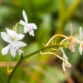 epidendrum-patens-guadeloupe-BBD65C01-9B7D-46BD-BDE1-9DFB01F26467.jpg