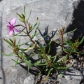 epilobium-fleischeri-switzerland-A83057A2-EBDF-43D2-948A-003EC3B72587.jpg