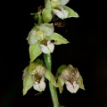 epipactis-helleborine-italy-15E7FFEC-861B-11DC-87E0-000A95CA2156.jpg