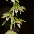 epipactis-purpurata-italy-72102940-4D66-11DC-8A96-000A95CA2156.jpg