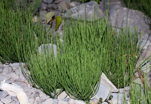 Equisetaceae