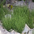 equisetum-arvense-switzerland-C04979DD-DC51-485D-B597-6CE8EB886DFF.jpg