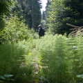 equisetum-telmateia-switzerland-FA2A0A92-4732-11DC-8E52-000A95CA2156.jpg