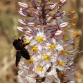 eremurus-olgae-uzbekistan-4D65626F-B8C9-4FA5-BC2F-1AA0874A66A8.jpg