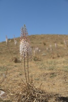 Eremurus olgae Regel