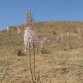 eremurus-olgae-uzbekistan-5A0E40EC-EBB5-4ED5-A422-F3AF6F27DF82.jpg
