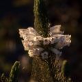 erica-sp-south-africa-3781A62D-7F94-4BF2-8DFE-B03B2ED6F356.jpg