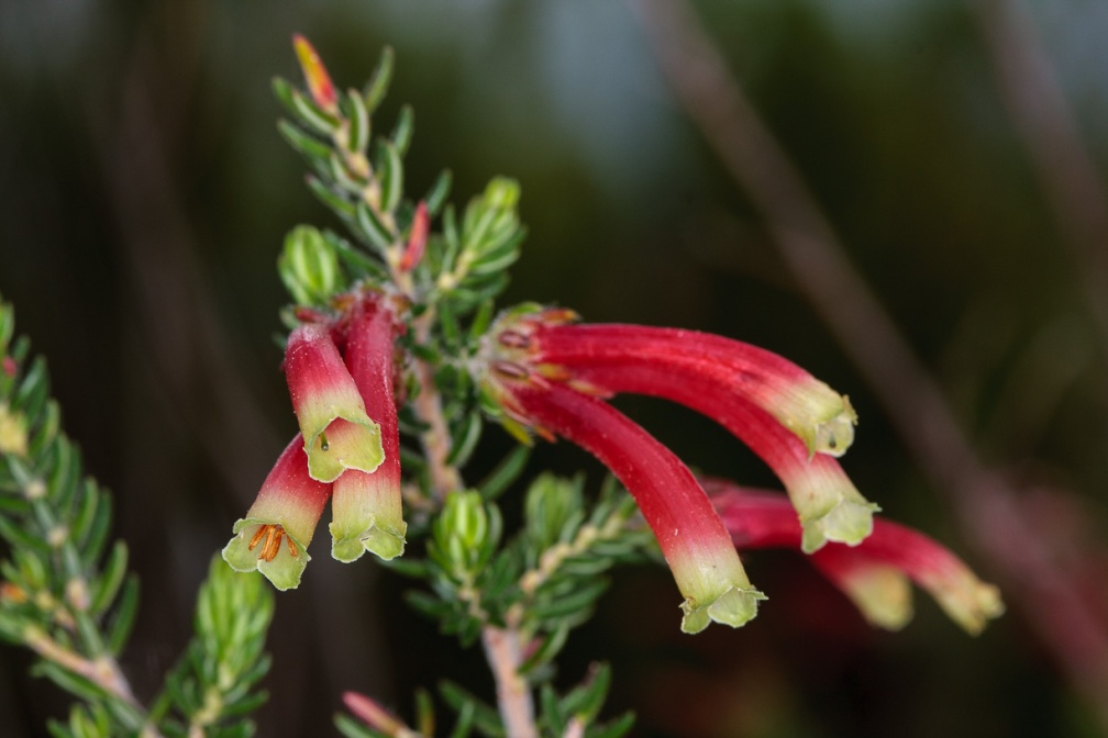 erica-sp-south-africa-D2285054-335C-4E7D-90F7-E503817C0485.jpg